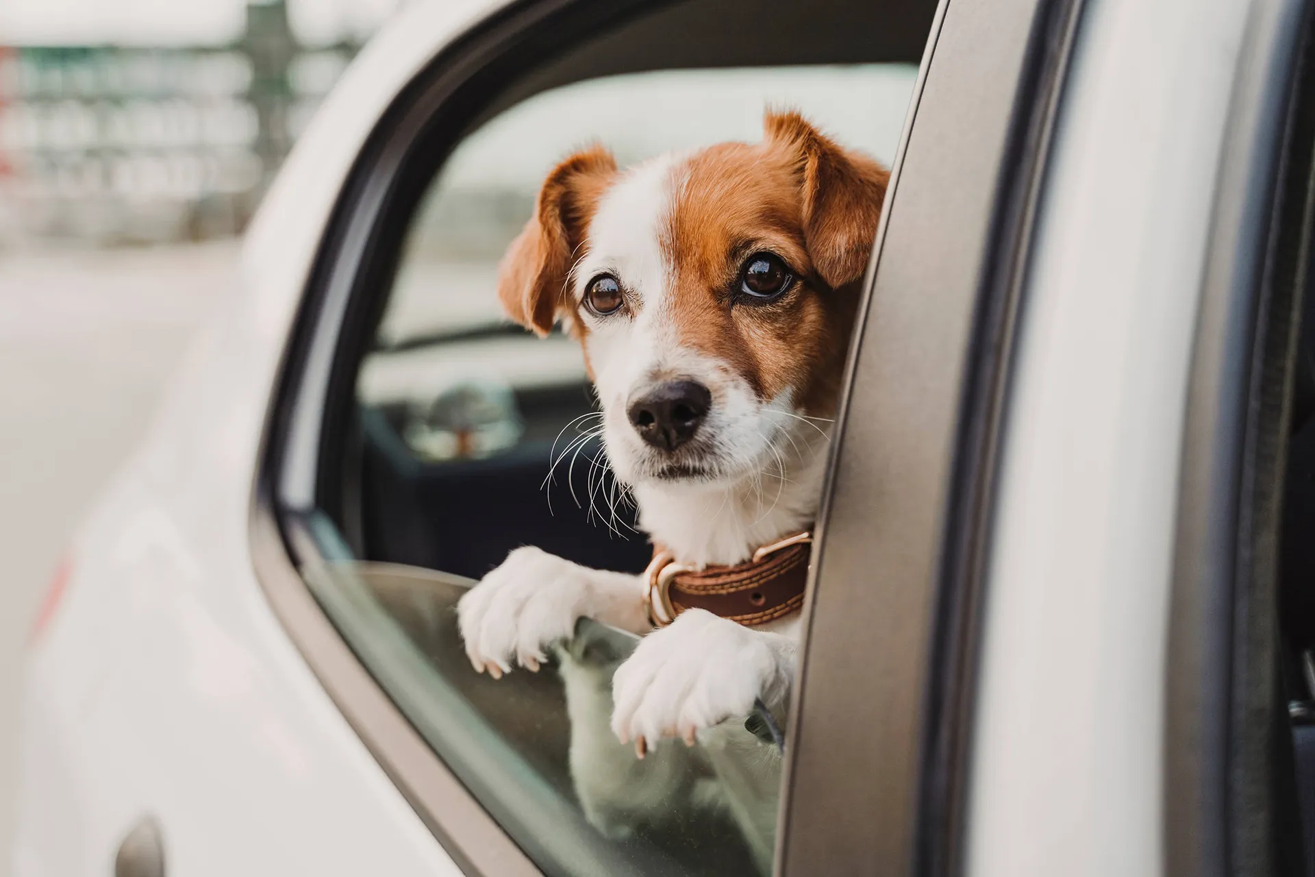 オーダーメイドの名入れ犬用ドライブベッド（ドライブボックス）ならAmoulへ！車の窓から見つめる犬