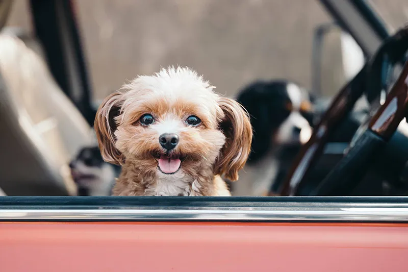 犬用ドライブベッド（ドライブボックス）は長く使えるアイテムをお探しの方に最適