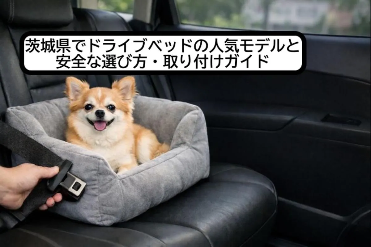 茨城県でドライブベッドの人気モデルと安全な選び方・取り付けガイド